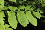 View full-size image Fraxinus excelsior