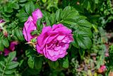 View full-size image Rosa rugosa