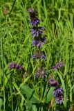 View full-size image Salvia verticillata