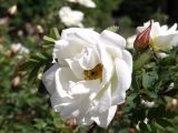 Rosa spinosissima. Цветок (махровая форма 'Pleno'). Окр. Томска, дачный участок. 5 июля 2010 г.