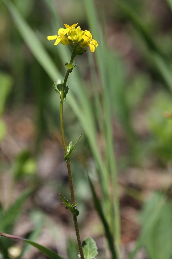 Image of Barbarea arcuata specimen.