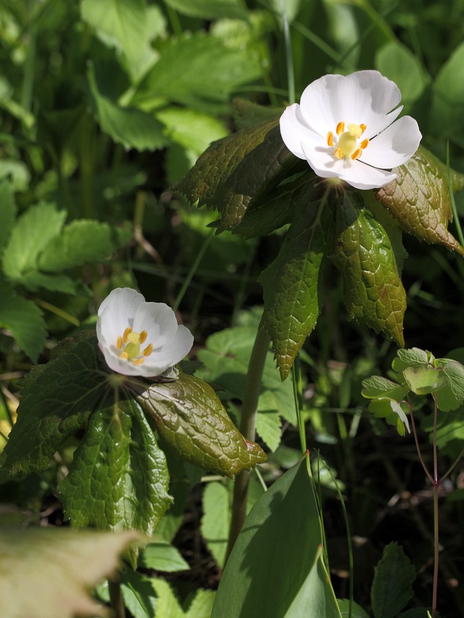 Изображение особи Sinopodophyllum hexandrum.