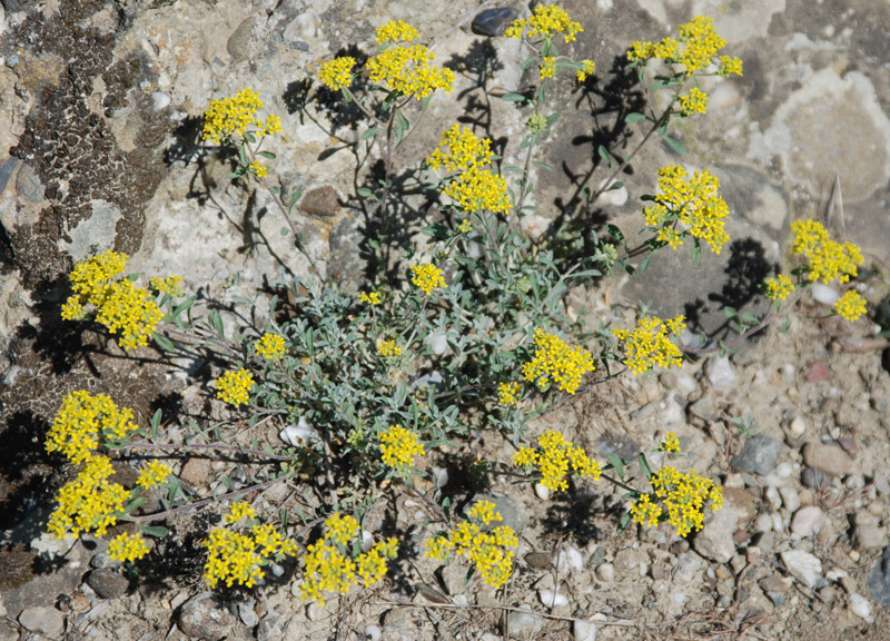 Image of Odontarrhena tortuosa specimen.