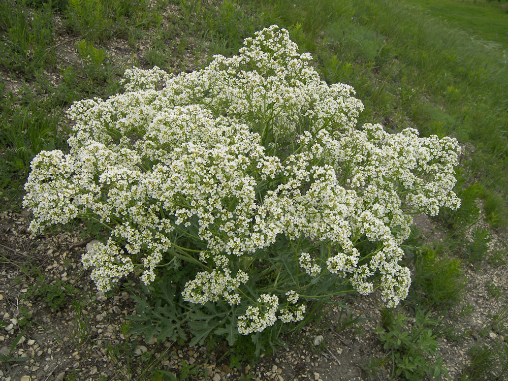 Изображение особи Crambe steveniana.