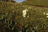 Primula ruprechtii. Цветущее растение. Северный склон Эльбруса, урочище Ирахик-Тюз, выс. 2570 м н.у.м. Середина июня 2011 г.