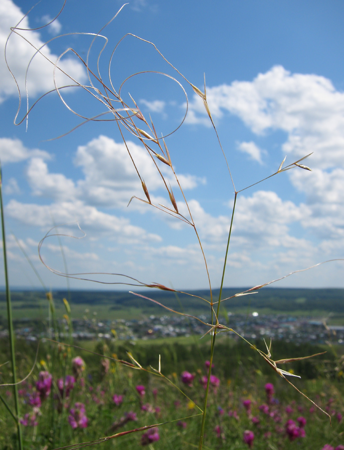 Image of Stipa korshinskyi specimen.