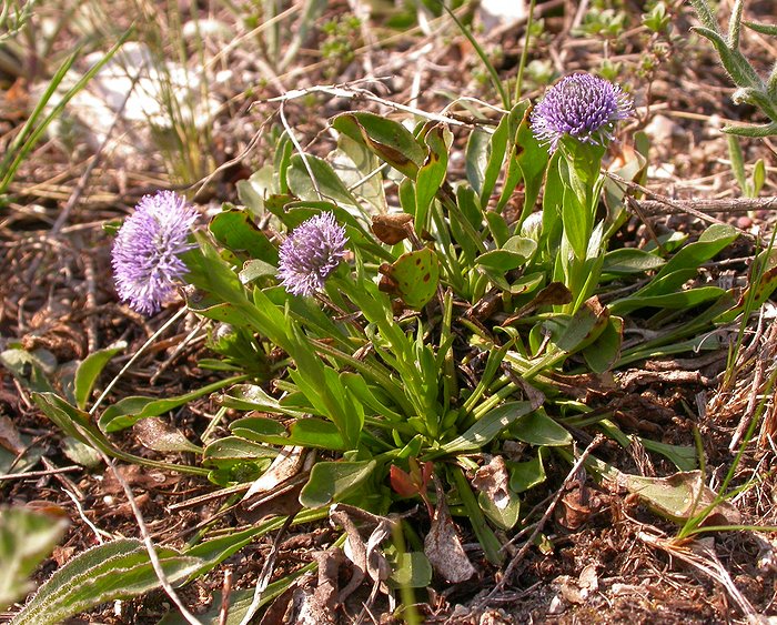 Image of Globularia bisnagarica specimen.