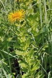 Inula grandiflora. Цветущий побег. Республика Карачаево-Черкесия, Домбай, верховья долины р. Алибек, 2000 м н.у.м. 09.07.2011.