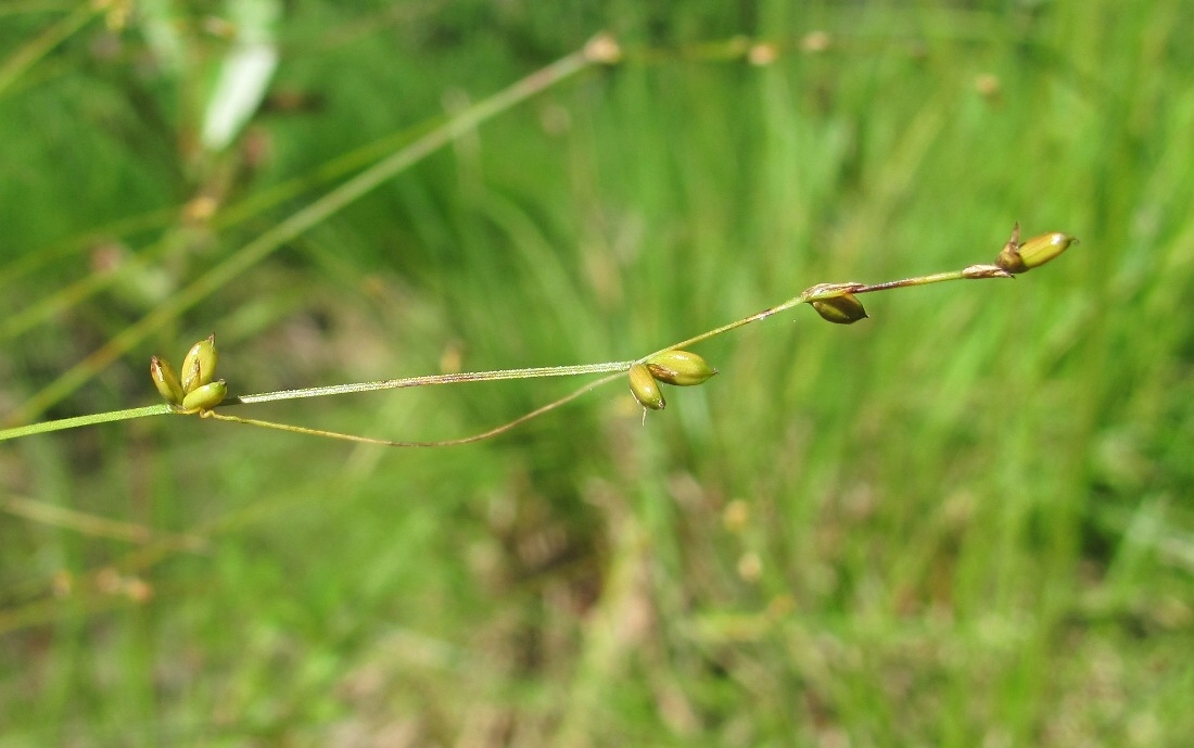 Изображение особи Carex disperma.