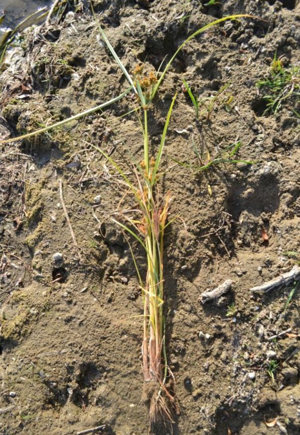 Image of Cyperus glomeratus specimen.