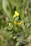 Medicago orbicularis. Верхушка цветущего растения. Таджикистан, ущелье Вахша ниже Нурека, АЗС между кишлаками Каратош и Кибил, ущелье безымянного водотока. 24.04.2011.