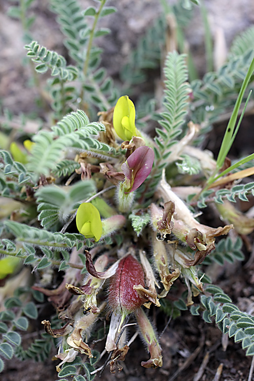 Image of genus Astragalus specimen.