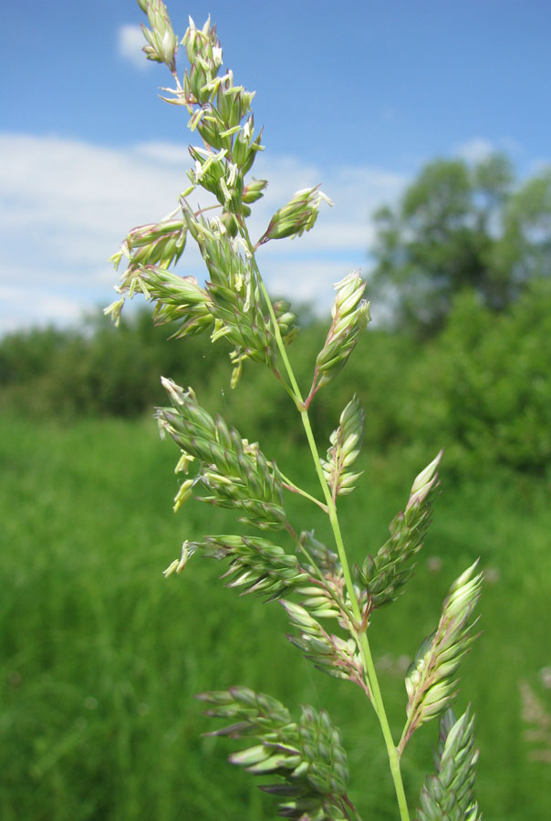 Image of Phalaroides arundinacea specimen.