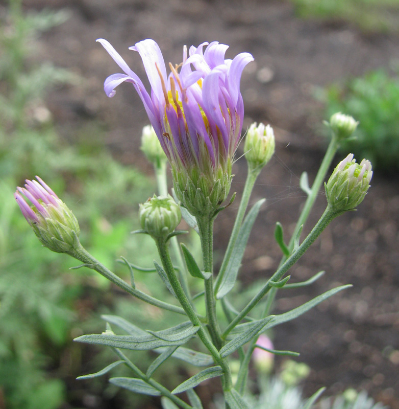 Image of Galatella dahurica specimen.