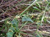 Atriplex prostrata