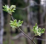 Sorbus aucuparia. Ветвь с распускающимися листьями. Московская обл., Раменский р-н, окрестности д. Хрипань, лесная просека. 01.05.2007.