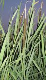 Typha latifolia. Отцветшие растения. Чувашия, г. Чебоксары, отсыпка щебня вдоль уреза воды Чебоксарского вдхр. 11.07.2011.