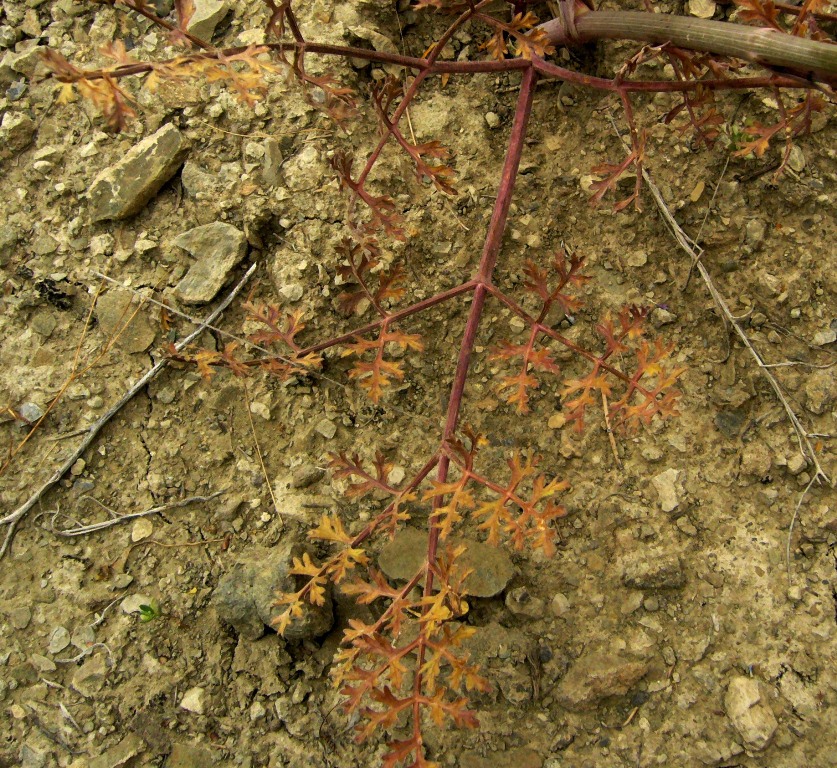 Image of Bunium longipes specimen.