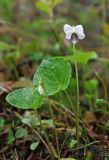 Viola hultenii