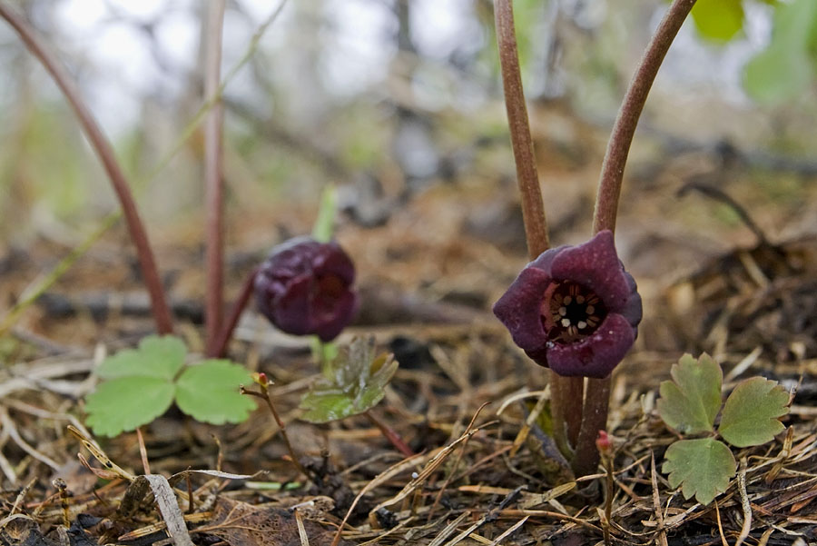 Изображение особи Asarum heterotropoides.