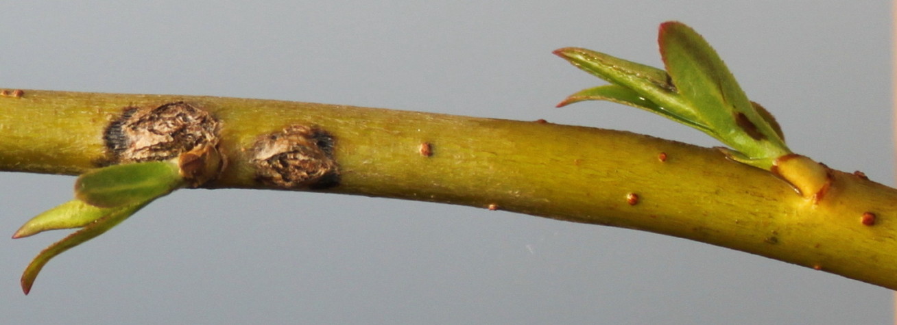 Image of Salix × sepulcralis specimen.