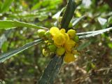 Berberis pruinosa. Соцветие. Южный берег Крыма, Никитский ботанический сад. 18 апреля 2012 г.