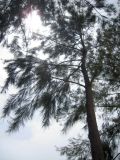 Casuarina equisetifolia. Крона взрослого дерева. Турция, пров. Анталья, г. Кемер, в культуре. 05.05.2012.