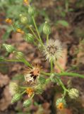 genus Pilosella. Корзинки с завязавшимися и зрелыми плодами. Крым, окраины г. Ялты. 25 мая 2012 г.