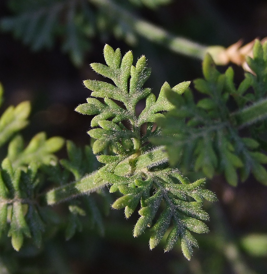 Image of Lavandula coronopifolia specimen.