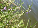 Scutellaria galericulata