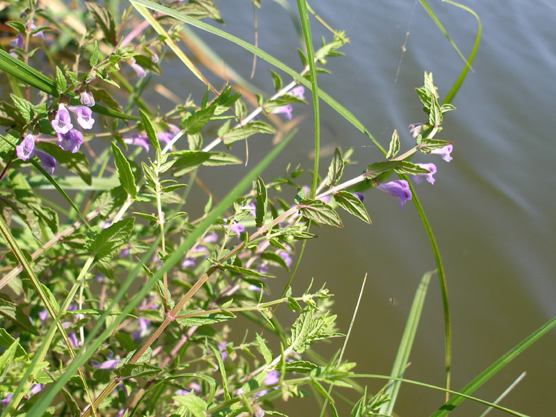 Изображение особи Scutellaria galericulata.