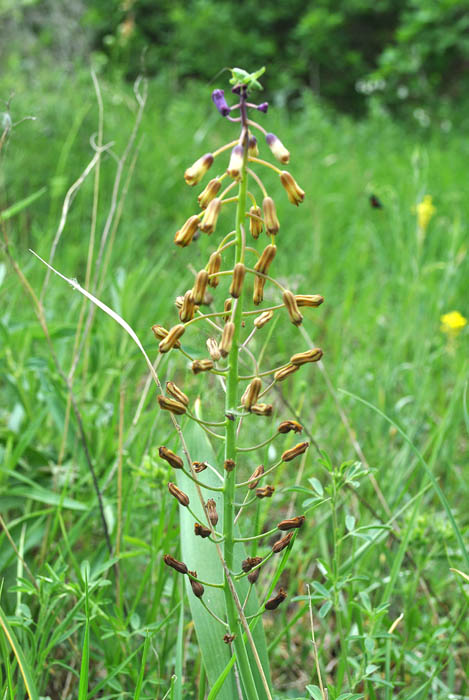 Изображение особи Bellevalia zygomorpha.