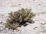 Cleome droserifolia. Взрослое растение в каменистой пустыне. Израиль, Эйлатские горы. 07.06.2012.