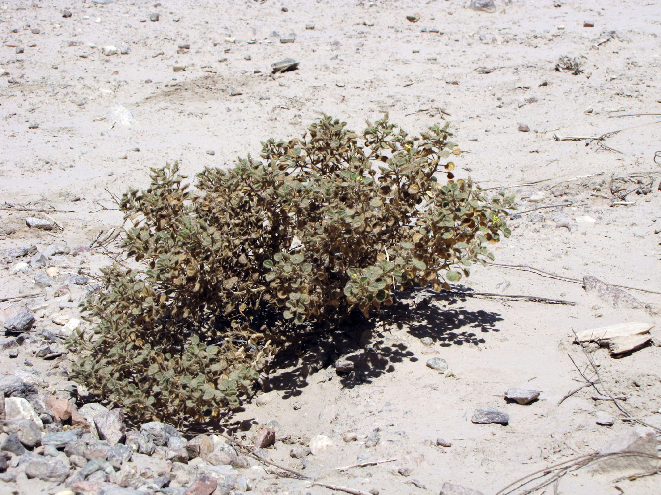 Image of Cleome droserifolia specimen.