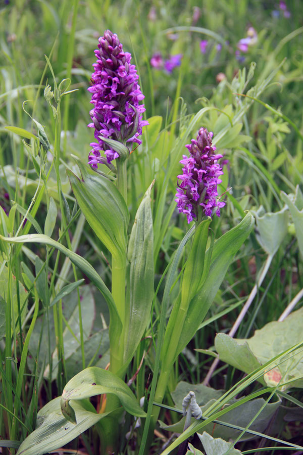 Image of Dactylorhiza incarnata specimen.