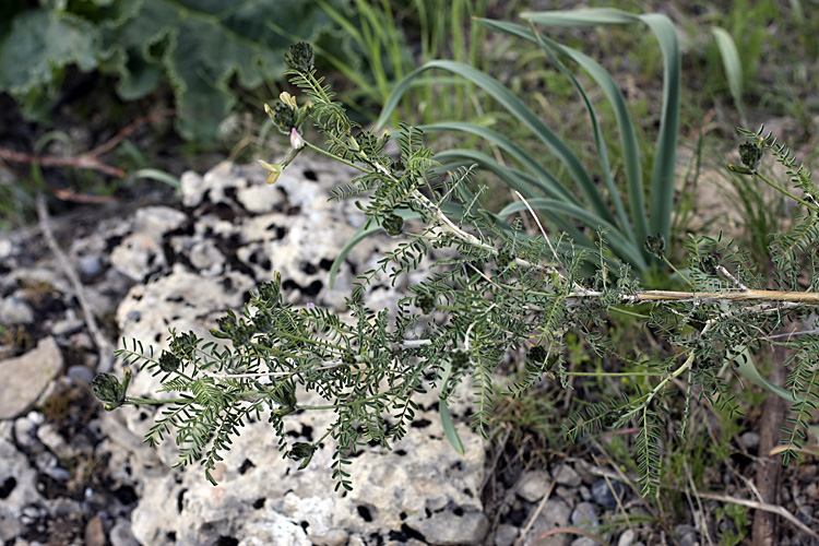 Изображение особи Astragalus neolipskyanus.