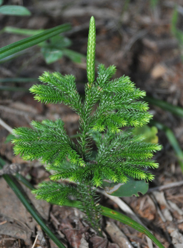 Изображение особи Lycopodium obscurum.