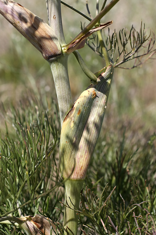 Image of Ferula karatavica specimen.