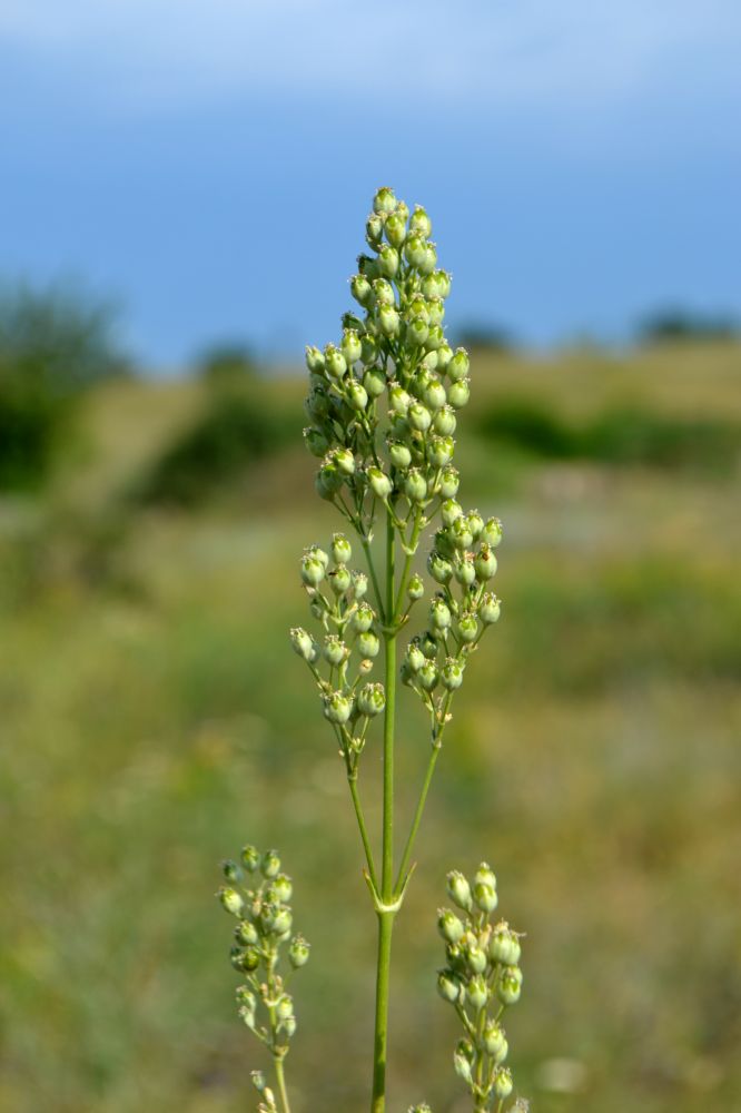 Изображение особи Silene wolgensis.