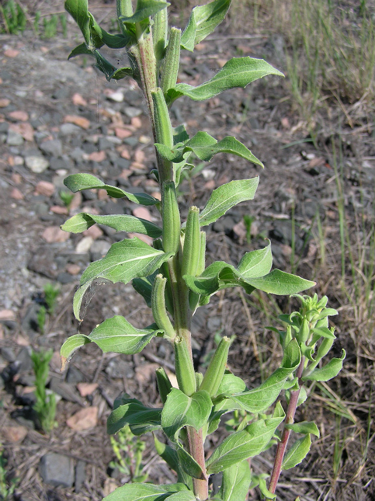 Изображение особи Oenothera depressa.