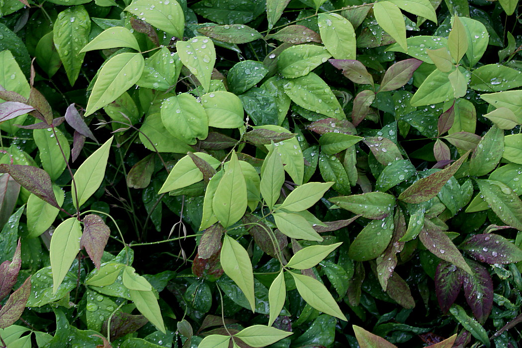 Изображение особи Nandina domestica.