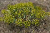 Euphorbia pseudoglareosa