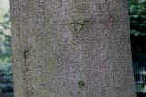 Picea abies. Часть ствола взрослого дерева ('Pendula'). Германия, г. Krefeld, ботанический сад. 16.09.2012.