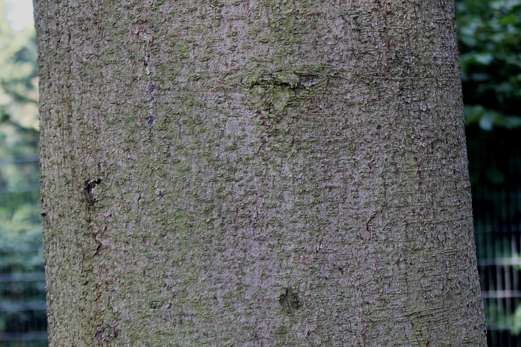 Image of Picea abies specimen.