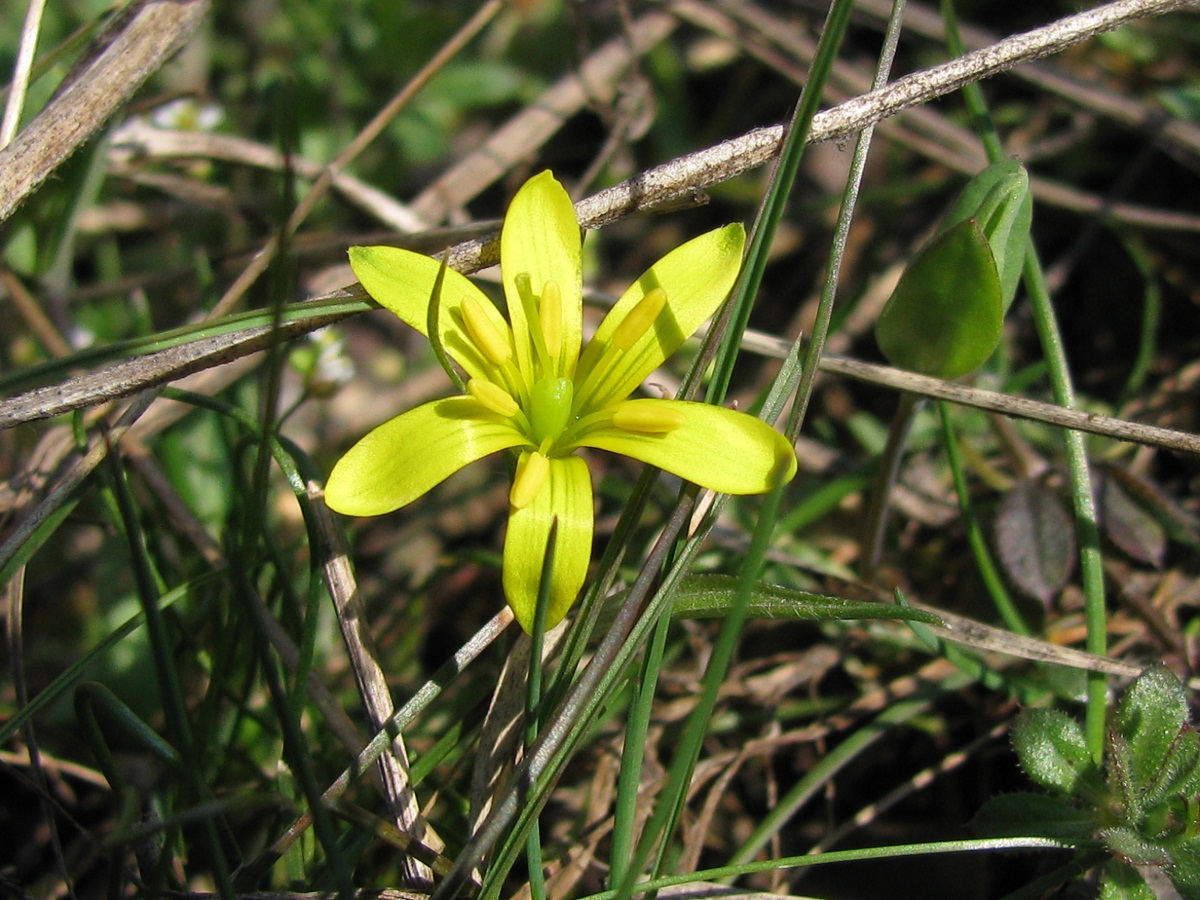 Image of Gagea bohemica specimen.