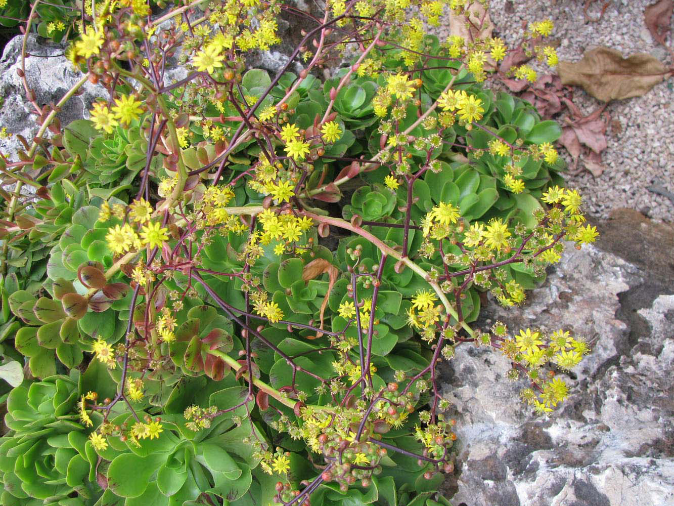 Image of Aeonium glutinosum specimen.