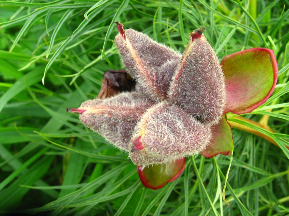 Image of Paeonia tenuifolia specimen.