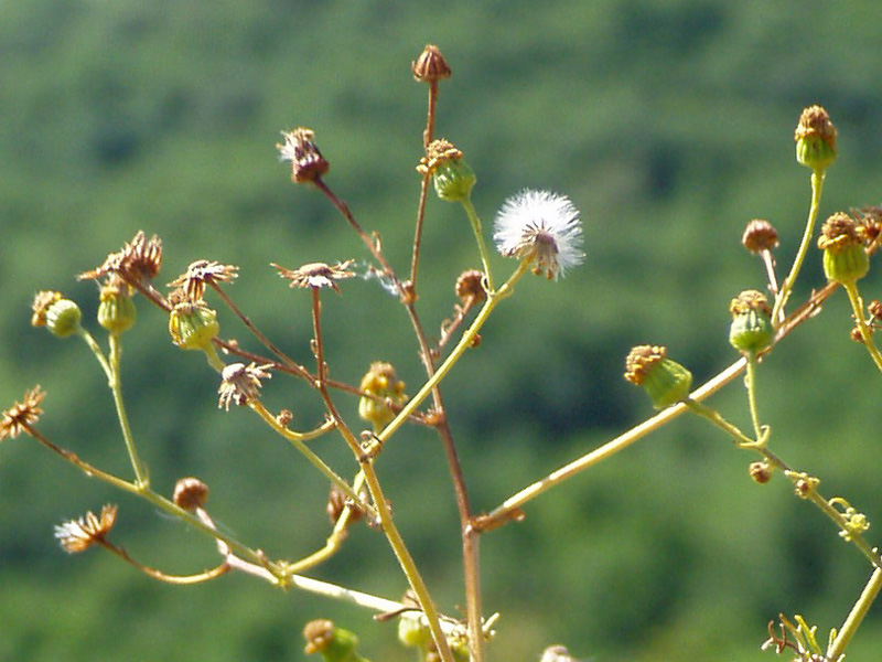 Image of Senecio ferganensis specimen.