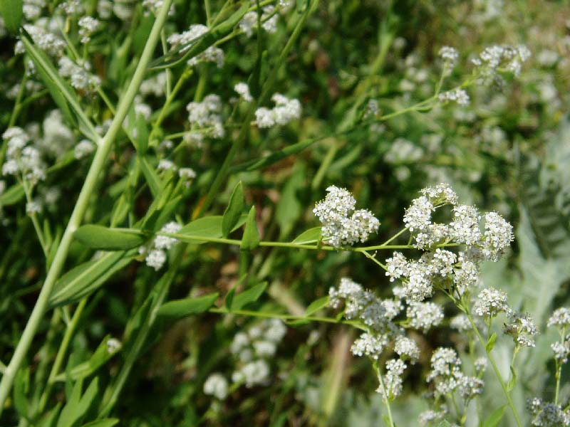 Image of Lepidium latifolium specimen.