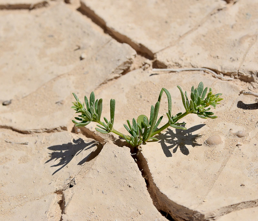 Image of Pteranthus dichotomus specimen.